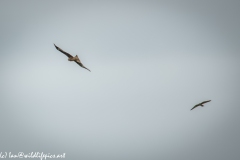 Red Kite & Kestrel in Flight