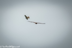 Red Kite & Kestrel in Flight