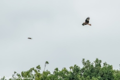 Red Kite & Kestrel in Flight