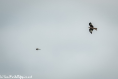 Red Kite & Kestrel in Flight