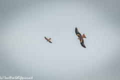 Red Kite & Kestrel in Flight