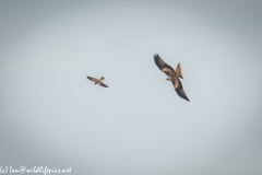 Red Kite & Kestrel in Flight