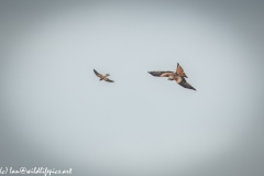 Red Kite & Kestrel in Flight