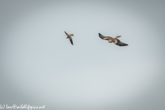 Red Kite & Kestrel in Flight