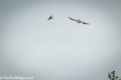 Red Kite & Kestrel in Flight