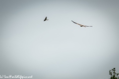 Red Kite & Kestrel in Flight