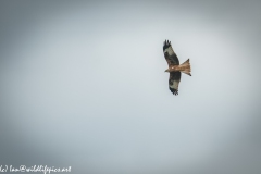 Red Kite & Kestrel in Flight