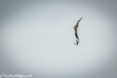 Red Kite & Kestrel in Flight