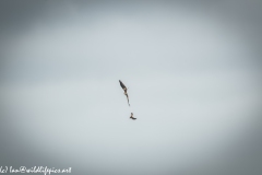 Red Kite & Kestrel in Flight