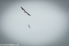 Red Kite & Kestrel in Flight