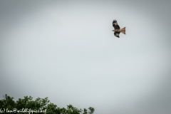 Red Kite & Kestrel in Flight