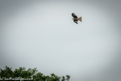 Red Kite & Kestrel in Flight