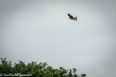 Red Kite & Kestrel in Flight