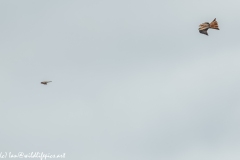 Red Kite & Kestrel in Flight