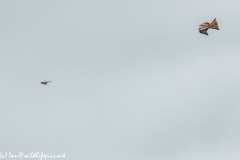 Red Kite & Kestrel in Flight