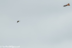 Red Kite & Kestrel in Flight