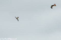 Red Kite & Kestrel in Flight