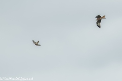 Red Kite & Kestrel in Flight