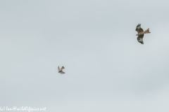 Red Kite & Kestrel in Flight