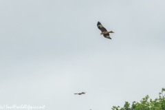 Red Kite & Kestrel in Flight