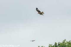 Red Kite & Kestrel in Flight