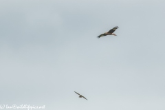 Red Kite & Kestrel in Flight