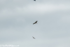 Red Kite, Kestrel & Crow in Flight