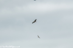 Red Kite, Kestrel & Crow in Flight