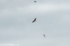 Red Kite, Kestrel & Crow in Flight