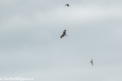 Red Kite, Kestrel & Crow in Flight