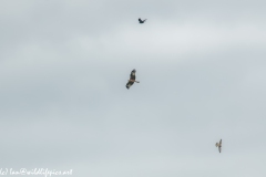 Red Kite, Kestrel & Crow in Flight