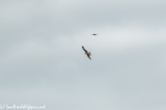 Red Kite & Kestrel in Flight