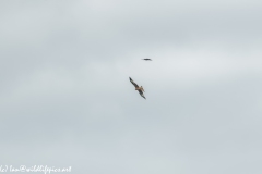 Red Kite & Kestrel in Flight