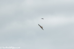 Red Kite & Kestrel in Flight