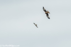 Red Kite & Kestrel in Flight