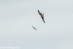 Red Kite & Kestrel in Flight