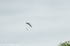 Red Kite & Kestrel in Flight