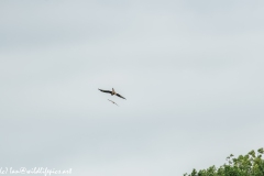 Red Kite & Kestrel in Flight