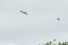 Red Kite & Kestrel in Flight