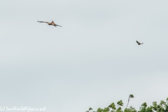 Red Kite & Kestrel in Flight