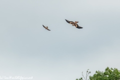 Red Kite & Kestrel in Flight