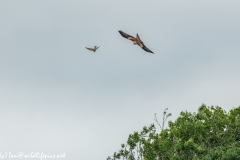 Red Kite & Kestrel in Flight