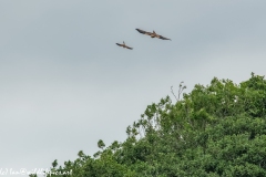 Red Kite & Kestrel in Flight