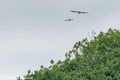 Red Kite & Kestrel in Flight