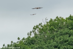 Red Kite & Kestrel in Flight