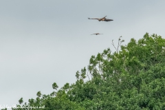 Red Kite & Kestrel in Flight