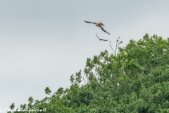 Red Kite & Kestrel in Flight