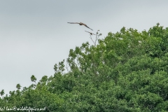 Red Kite & Kestrel in Flight