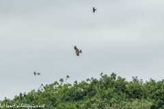 Red Kite, Kestrel & Crow in Flight