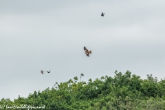 Red Kite, Kestrel & Crow in Flight